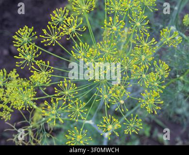 Aneth en fleurs avec des ombelles de fleurs jaunes et des têtes de graines en développement poussant dans un sol de jardin cultivé, gros plan Banque D'Images