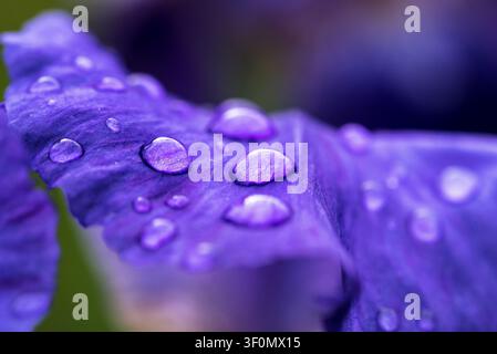 Extrême gros plan macro des pétales de fleur d'iris violet profond recouverts de gouttelettes de pluie sphériques. Banque D'Images