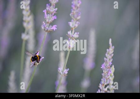 Bourdon ramassant du pollen sur une tige de lavande violette dans un champ en fleurs pendant l'été Banque D'Images