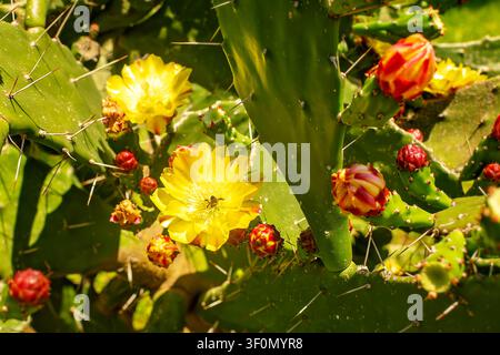 Grossissement d'un cactus figue de Barbarie en fleurs avec des fleurs jaunes vives, des boutons rouges et une petite abeille collectant du pollen par une journée ensoleillée. Banque D'Images