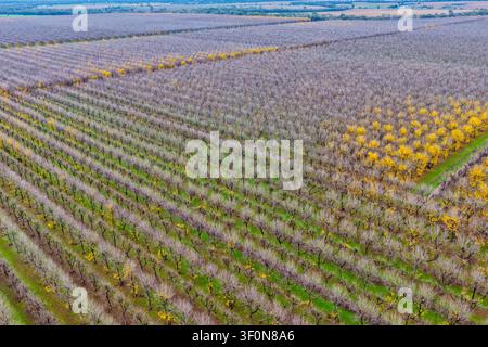 Vue aérienne descendante d'un verger productif de noix de pécan à Biniguy, NSW, montrant des rangées ordonnées d'arbres matures à différents stades de croissance Banque D'Images