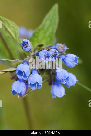 RUSSIAN COMFREY Symphytum x uplandicum Banque D'Images