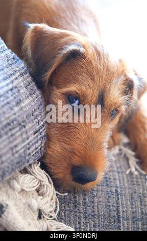 adorable chiot terrier irlandais assis sur un canapé gris Banque D'Images