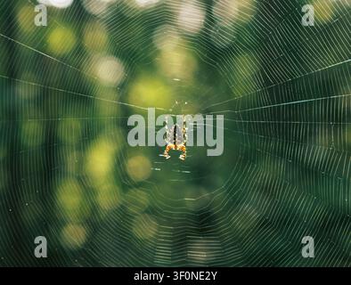 Araignée de jardin européenne sur une toile d'araignée. Banque D'Images