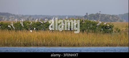 Un groupe de pélicans bruns perché dans les mangroves d'une marais salant. Banque D'Images