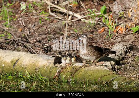 Une mère canard colvert et ses canetons sur une bûche le long de la rivière Silver en Floride, la mère regardant l'appareil photo Banque D'Images