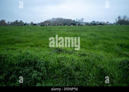 Vue de vaches réparties sur un champ herbeux à Saint-Potan dans les Cotes-d'Armor en Bretagne en France le 22 août 2022. Cette scène rurale est utile pour agr Banque D'Images