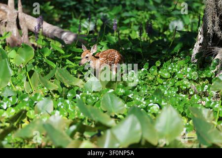 Un faon de cerf à queue blanche marchant à travers la végétation sur la rive de la Silver River en Floride Banque D'Images
