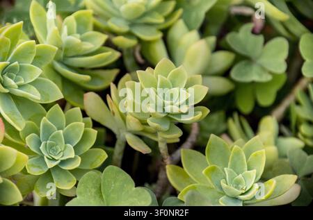 Gros plan de plantes succulentes en rosettes Banque D'Images