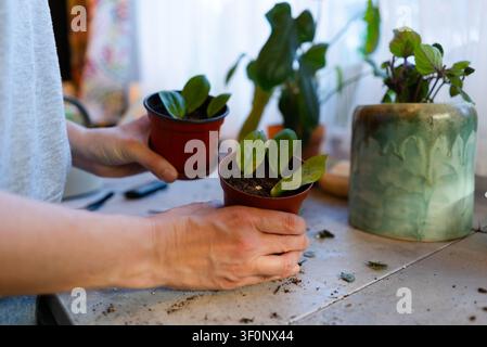 Main tenant une petite plante en pot de zamioculcas avec des feuilles enracinées et de la terre en gros plan. Jardinière calme propageant et enracinant des boutures de plantes d'intérieur avec des soins tendres et patients à la lumière naturelle sur un espace de travail. Banque D'Images