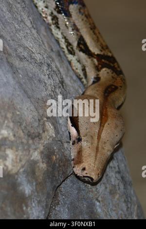 Dunkler Tigerpython / python birman / Python molurus bivittatus Banque D'Images