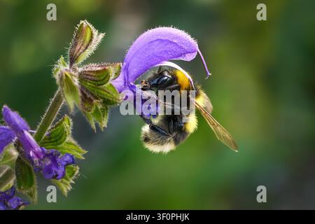 Bourdonnais des jardins (Bombus hortorum) sur une fleur de sauge des prés (Salvia pratensis) Banque D'Images
