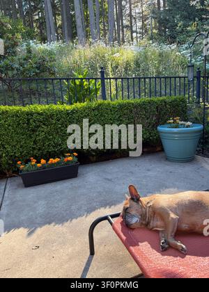 Un bouledogue français couché sur un lit pour chien sur une terrasse avec une magnifique prairie de fleurs sauvages et une forêt derrière une clôture. Banque D'Images