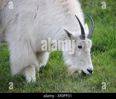 Chèvre de montagne broutant de l'herbe verte en été, Alberta, Canada. Oreamnos americanus Banque D'Images