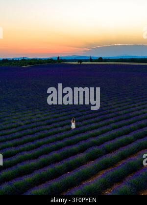 Vue aérienne d'une femme debout dans un vaste champ de lavande en fleurs au coucher du soleil avec des rangées de fleurs violettes s'étendant vers l'horizon à Valensole, P Banque D'Images