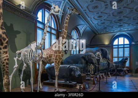 Vue intérieure des expositions au Musée d'histoire naturelle, Vienne, Autriche Banque D'Images