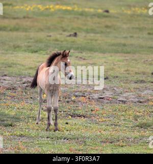Un jeune poulain New Forest brun clair debout sur l'herbe avec de la boue en arrière-plan Banque D'Images