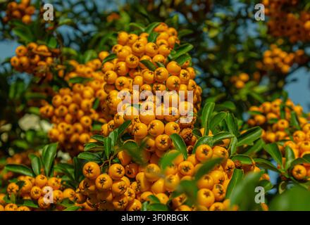 Pyracantha (Feuillardon) avec des grappes de baies orange vif poussant sur des branches persistantes en automne. Arbuste ornemental vibrant dans un jardin, gros plan Banque D'Images