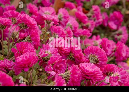Fleurs de chrysanthème rose vif en pleine floraison formant un fond floral vibrant. Chrysanthèmes roses poussant dans un jardin, texture naturelle, saisona Banque D'Images