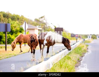 Un groupe de poneys sauvages (Equus caballus) paissant près d'une route à Assateague Island National Seashore, Maryland Banque D'Images