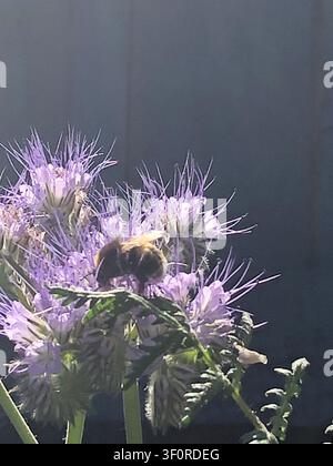 Bourdon butinant sur un grappe de fleurs de phacélie violette, collectant du nectar et du pollen avec des ailes visibles et des poils fins sur le corps devant un fond doucement flou Banque D'Images