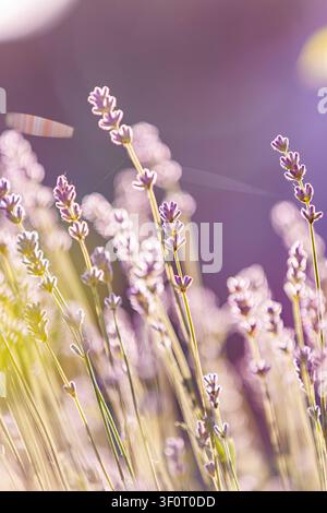 Un cliché macro artistique de fleurs de lavande violettes en pleine floraison dans un champ, mettant en vedette une toile d'araignée délicate illuminée par la lumière chaude du crépuscule doré, créatif Banque D'Images