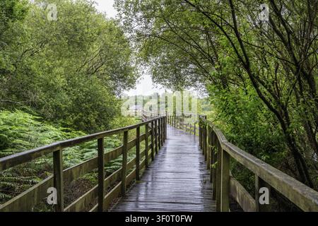 Une allée en bois invitante serpente à travers un tunnel luxuriant et vert ainsi qu'un paysage de marais près de Carnac. La canopée verte dense et l'idylle naturelle paisible r Banque D'Images
