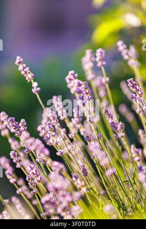 Un plan vertical en gros plan de fleurs de lavande violettes éclatantes en pleine floraison dans un jardin, illuminées par la lumière chaude de l'heure dorée avec un flou d'arrière-plan doux b Banque D'Images