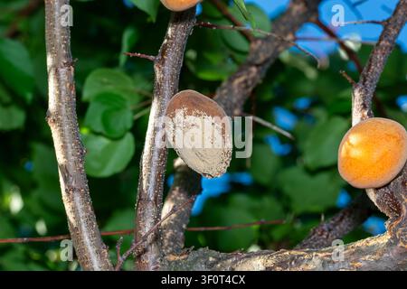 Abricot pourri sur l’arbre fruitier, infestation par Monilia laxa, maladie des plantes Banque D'Images
