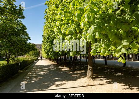 Rangées d'arbres dans les parcs parisiens et promenades au bord de la rivière, aménagement paysager urbain et photo botanique, France Banque D'Images