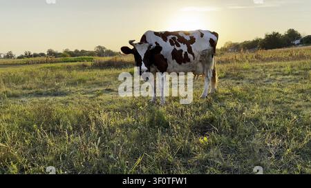 Pâturage de vaches laitières sur la pelouse verte au beau coucher de soleil. Animaux sympathiques mignons pâturant dans la prairie le jour d'été. Beau paysage pittoresque en arrière-plan Banque D'Images
