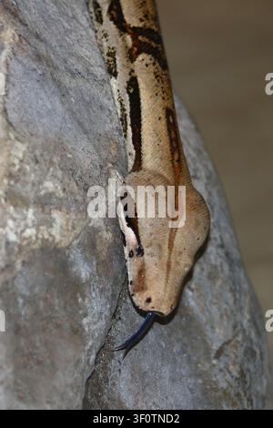 Dunkler Tigerpython / python birman / Python molurus bivittatus Banque D'Images