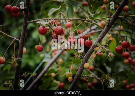 Cerises mûres et immatures pendent de branches minces sur un arbre fruitier, avec des feuilles vertes et un fond naturel doux montrant la croissance du verger, somme saisonnière Banque D'Images