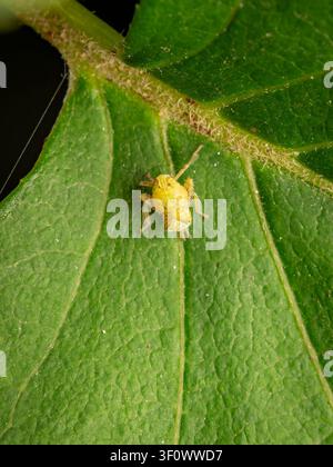 Photographie macro d'une minuscule nymphe d'insecte jaune reposant sur la surface texturée d'une feuille verte vibrante dans un cadre de jardin luxuriant pendant la journée Banque D'Images