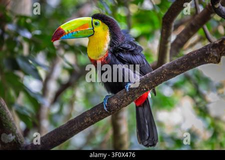 Toucan à bec rouge (Ramphastos sulfuratus) perché sur une branche d'arbre dans la forêt tropicale luxuriante du Costa Rica, gros plan du bec arc-en-ciel vif. Banque D'Images