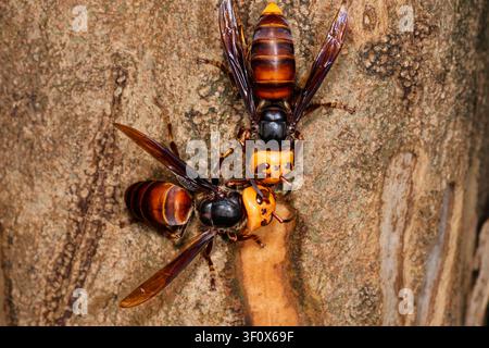 Deux frelons géants asiatiques se nourrissant de sève d'arbre, photographie macro Banque D'Images
