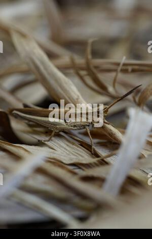 Un macro-plan détaillé d'une sauterelle brune parfaitement camouflée parmi des feuilles et tiges de bambou sèches et tombées. Les tons naturels terreux de l'insecte se fondent Banque D'Images