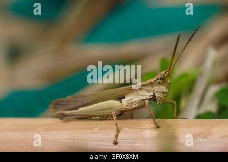 Un macro détaillé d'une sauterelle brune reposant sur une surface en bois brun clair. L'insecte est en net focus avec un arrière-plan doux et flou Banque D'Images