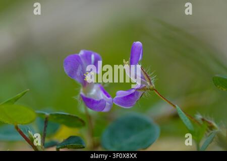 Macro vibrant capturant deux petites et belles fleurs sauvages violettes avec des détails complexes et des étamines jaunes, sur un fond flou doucement vert luxuriant Banque D'Images