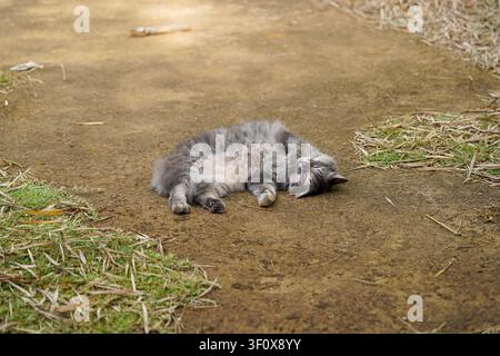 Un beau chat tigré gris et duveteux à poils longs est capturé endormi sur un chemin de terre chaud et naturel. Ses yeux sont doucement fermés, exprimant la paix Banque D'Images