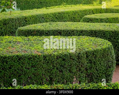Range de haies vertes magnifiquement taillées formant un design labyrinthique géométrique dans un environnement de parc luxuriant par une journée d'été ensoleillée Banque D'Images