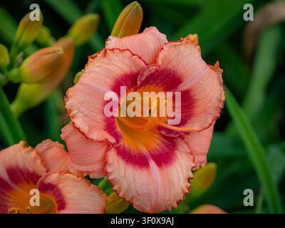 Photographie macro d'une fleur de hémérocallis rose et pêche en pleine floraison avec une zone oculaire magenta et une gorge jaune dans un paysage de jardin ensoleillé d'été Banque D'Images