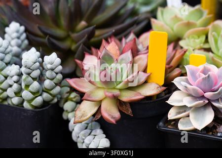 Plantes succulentes variées comprenant Echeveria et Crassula deceptor sur un étal de marché de plantes, gros plan avec espace de copie Banque D'Images