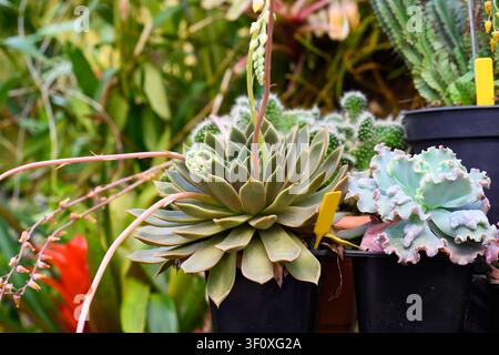 Echeveria agavoides Mira plante succulente avec des feuilles en rosette vert-rose et des tiges florales en fleurs, gros plan, espace de copie Banque D'Images