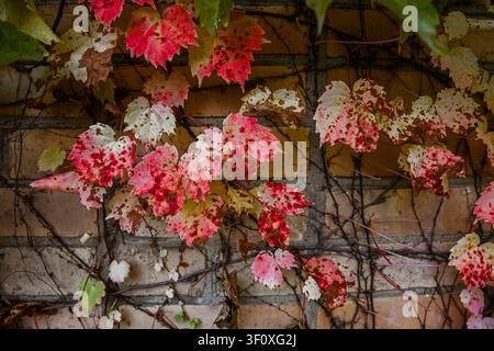 Feuilles d'automne du raisinier grimpant sur un mur de briques. Un feuillage rouge, rose et jaune crée un fond naturel texturé avec une ambiance saisonnière. Banque D'Images
