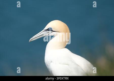 Mouette à tête brune (Morus bassanus) adulte, profil latéral en gros plan avec fond de mer bleu Banque D'Images