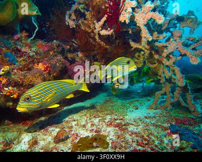 Lipe sucrée aux rubans naviguant à travers un récif corallien vibrant à Raja Ampat Banque D'Images
