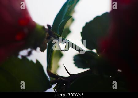 Photographie macro d'une réfraction de goutte de pluie sur une branche d'hibiscus. Un plan rapproché mettant en valeur une goutte de rosée cristalline. Banque D'Images