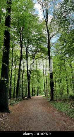 Sentier forestier luxuriant entouré de grands arbres au feuillage éclatant et d'un ciel bleu clair Banque D'Images