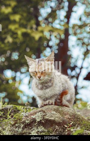 Un plan vertical d'un chat profitant d'une sieste dans un environnement naturel Banque D'Images